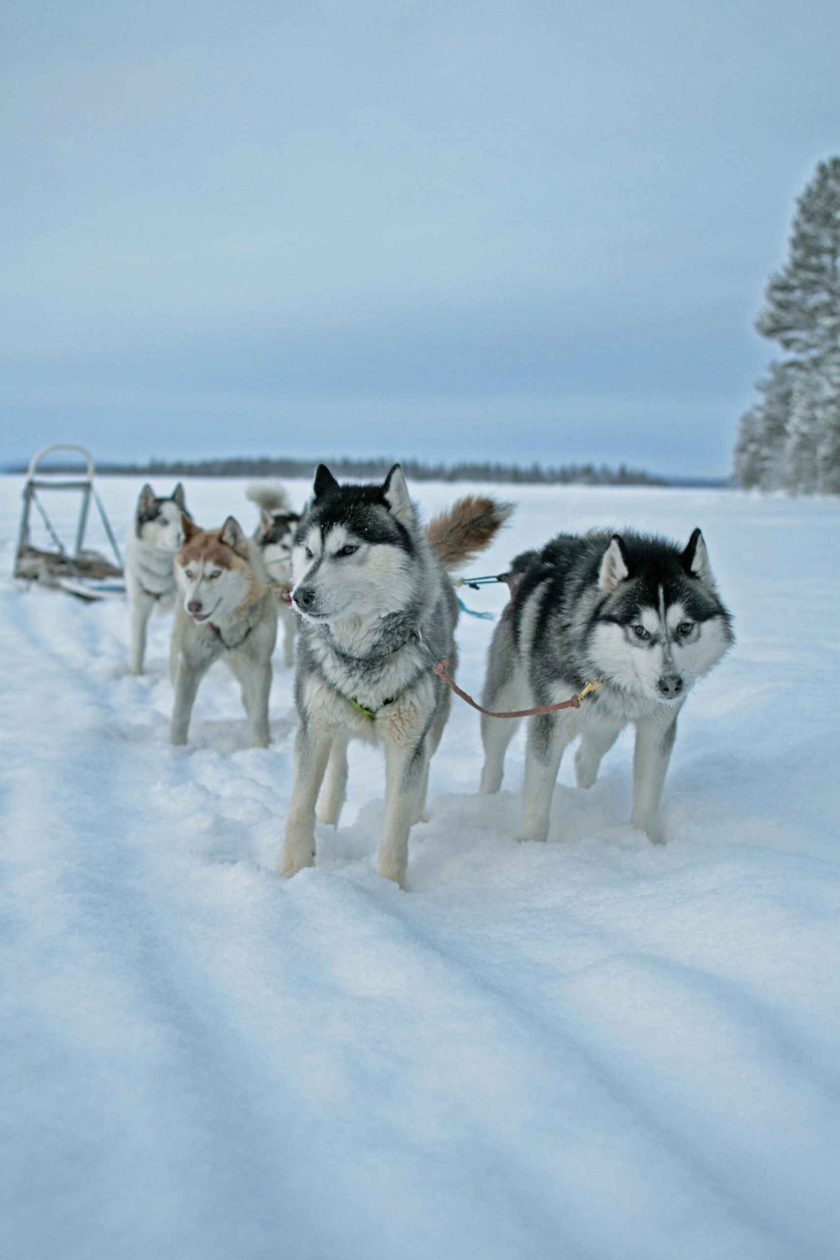 Husky's