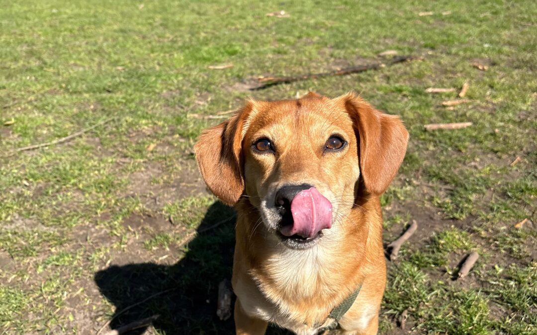 ZUID’S TROUWE VIERVOETER: OLLIE